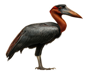Majestic stork-like wading bird with a vibrant red neck and dark plumage stands in a full-length profile, showcasing its detailed feathers and powerful, textured beak