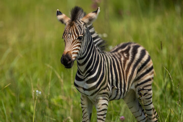 Fototapeta premium A plains zebra foal (Equus quagga) running and playing in the bushveld in a wildlife reserve