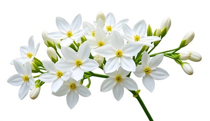 Obraz premium Sprig of beautiful white star shaped flowers with yellow centers and green buds isolated on a clean white background.