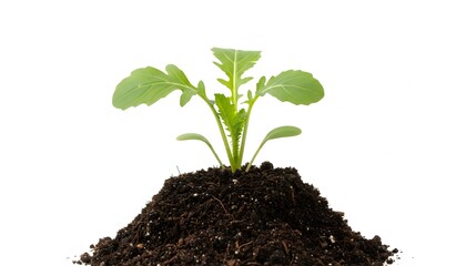 Young green seedling growing from a pile of dark fertile soil isolated on white background