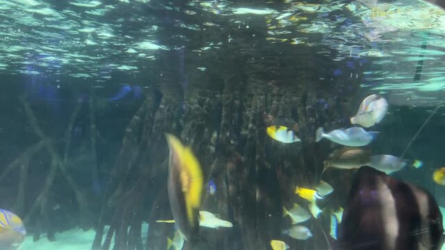 Reef shark over tropical batfish and butterflyfish in aquarium underwater scene
