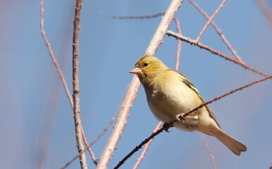Obraz premium common chaffinch on branch, fringilla coelebs, birds of Montenegro 