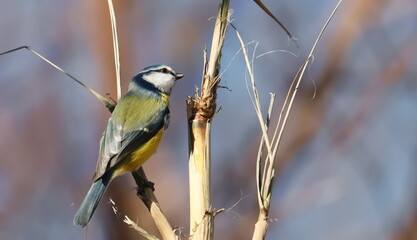 Fototapeta premium Eurasian blue tit, Cyanistes caeruleus, birds of Montenegro