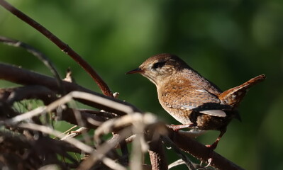 Eurasian wren (Troglodytes troglodytes) or northern wren in bushes background, birds of Montenegro	