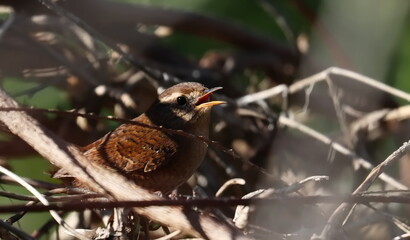 Eurasian wren (Troglodytes troglodytes) or northern wren in bushes background, birds of Montenegro	