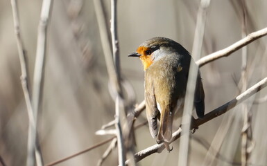 European Robin on branch, Erithacus rubecula, birds of Montenegro	