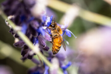 close‑up view of a bee perched on a purple flower, showing the insect&rsquo;s natural textures and pollination behavior. The soft background and shallow depth of field highlight the bee.