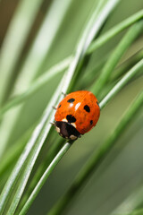 A detailed close‑up view of a ladybug resting on a green grass leaf. The image highlights the insect&rsquo;s red, spotted shell and natural textures of the foliage. Suitable for concepts related to nature.