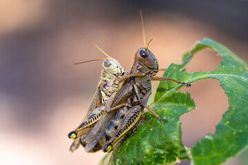 A detailed close‑up side view of a grasshopper with a smaller juvenile grasshopper positioned on its back. The image highlights the insects&rsquo; natural colors, textures, and body structure.