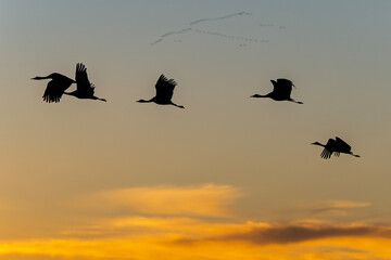 Sandhill cranes (antigone canadensis) taking flight at sunrise in Southern AZ