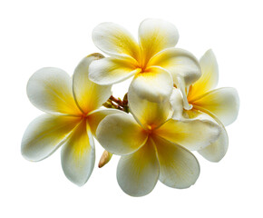 Fototapeta premium White and yellow plumeria flowers with fresh water droplets on their delicate petals form a beautiful tropical bouquet, captured in a detailed and elegant close-up composition