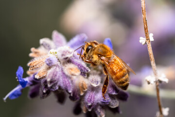 Close‑up view of a bee perched on a purple flower, showing the insect&rsquo;s natural textures and pollination behavior. The soft background and shallow depth of field highlight the bee.
