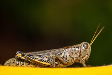 A detailed close‑up view of a grasshopper showing the insect&rsquo;s natural colors, textures, and body structure. The shallow depth of field highlights the grasshopper against a softly blurred background. 