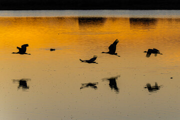 Fototapeta premium Sandhill cranes (antigone canadensis) taking flight at sunrise in Southern AZ