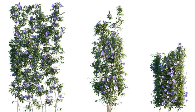 Set of Clematis florida (the Asian virginsbower, or passion flower clematis) blossoming frontal isolated png on a transparent background perfectly cutout