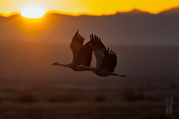 Fototapeta premium Sandhill cranes (antigone canadensis) taking flight at sunrise in Southern AZ