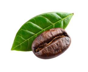 Single dark roasted coffee bean and a vibrant green leaf from a coffee plant in a detailed macro shot showcasing the rich texture and natural organic quality of the ingredient