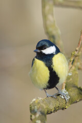 Obraz premium Parus major aka great tit perched on the tree. Common bird in Czech republic. Isolated on blurred background.