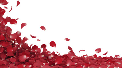 Falling red rose petals isolated on white background, romantic flower scatter and love decoration