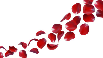 Falling red rose petals isolated on white background, romantic flower scatter and love decoration