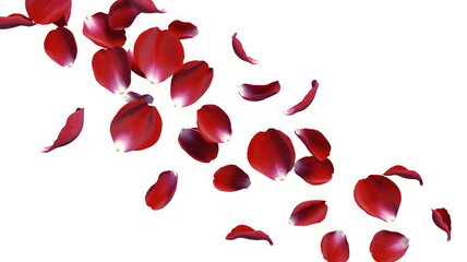 Falling red rose petals isolated on white background, romantic flower scatter and love decoration