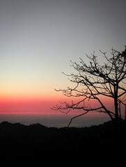 Naklejka premium Minimalist Tree Silhouette Against Vibrant Pink and Orange Twilight Sky