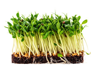Fresh microgreens sprouts isolated on transparent background
