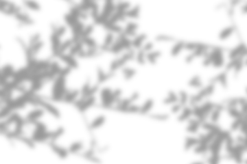 Realistic leaf shadow effects isolated on transparent background. Blurred tree branch shadow. Plant leaves shade. Spring decoration, Mockup, template for product display, Summer design elements, PNG