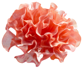 Elegant coral pink abstract sculptural form with flowing curves, intricate ruffles, and a translucent woven texture, resembling a delicate and complex organic flower