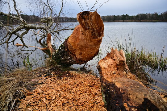 Beavers knocked down a large tree into the lake.