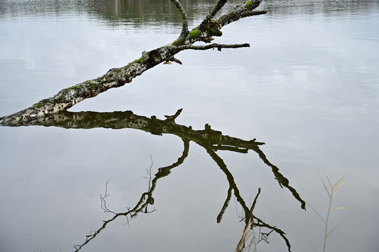 The trunk of a fallen dead tree is reflected in the water