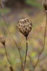 Fototapeta premium A dried flower bud in the shape of a ball in autumn.