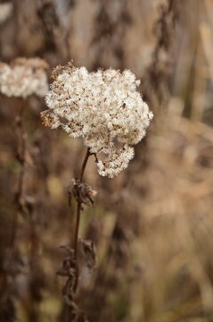 A dried flower bud in the shape of a ball in autumn.