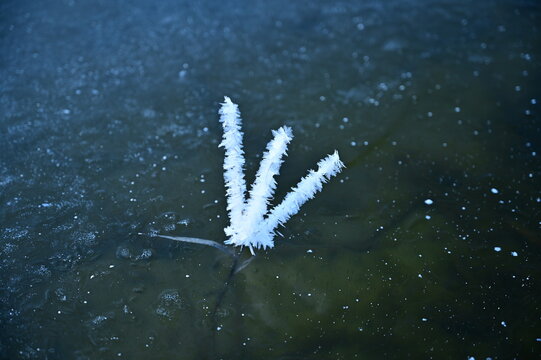 A lone fork-shaped branch sticking out from under the thin ice is covered in frost.