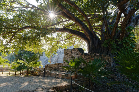 El Meco Ruins in Cancun and tree