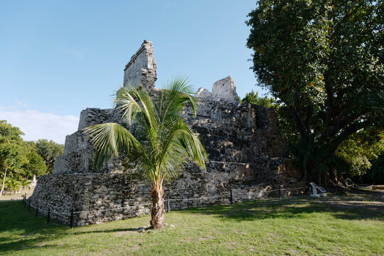 tree in the El Meco Ruins