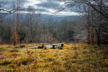 bench in a woodland clearing