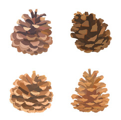 Cartoon open fir cone set. Vector hand drawn illustration isolated on white background. 