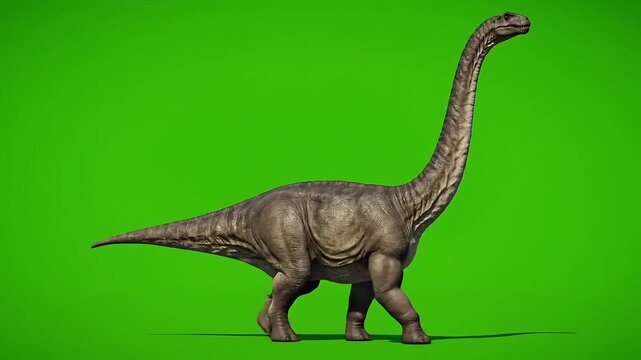 Majestic Brachiosaurus dinosaur walking on a green screen background, a detailed prehistoric reptile illustration