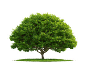Realistic Green tree with grass on soil isolated on White or transparent background Cutout PNG