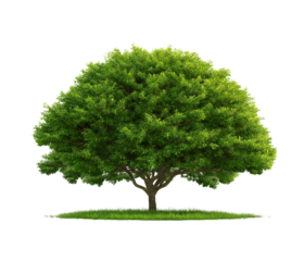 Realistic Green tree with grass on soil isolated on White or transparent background Cutout PNG