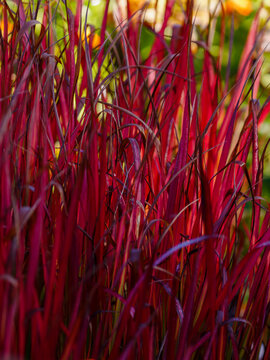 Imperata cylindrica Red Baron in autumn season. Imperata cylindrica - beautiful ornamental grass with red leaves