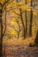 Obraz premium Close up of yellow autumn tree branches with mossy trunk