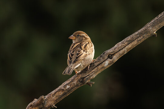 A lone house sparrow perched on a branch