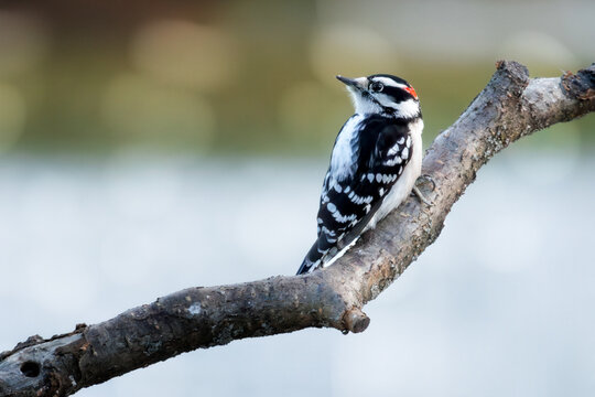 A male downy woodpecker on a branch in winter