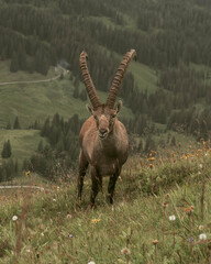 Koziorożec  © Marcin