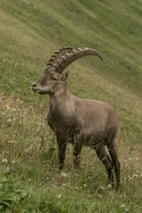 Koziorożec  © Marcin