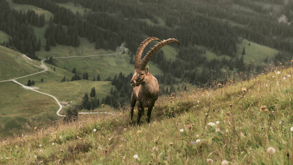 Koziorożec  © Marcin