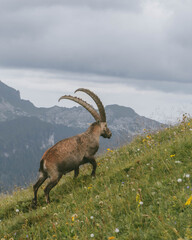Koziorożec  © Marcin