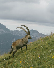 Koziorożec  © Marcin